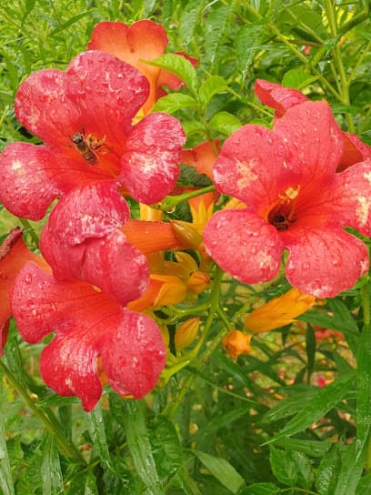 Gartengemeinschaft Kiesgrube e.V.
