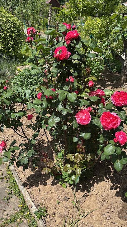 Gemeinschaft der Gartenfreunde Bad Cannstatt e.V.