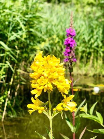Kleingartenverein Am Hohenzollernkanal
