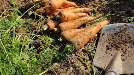 Dein Beet - Schrebergarten Stuttgart